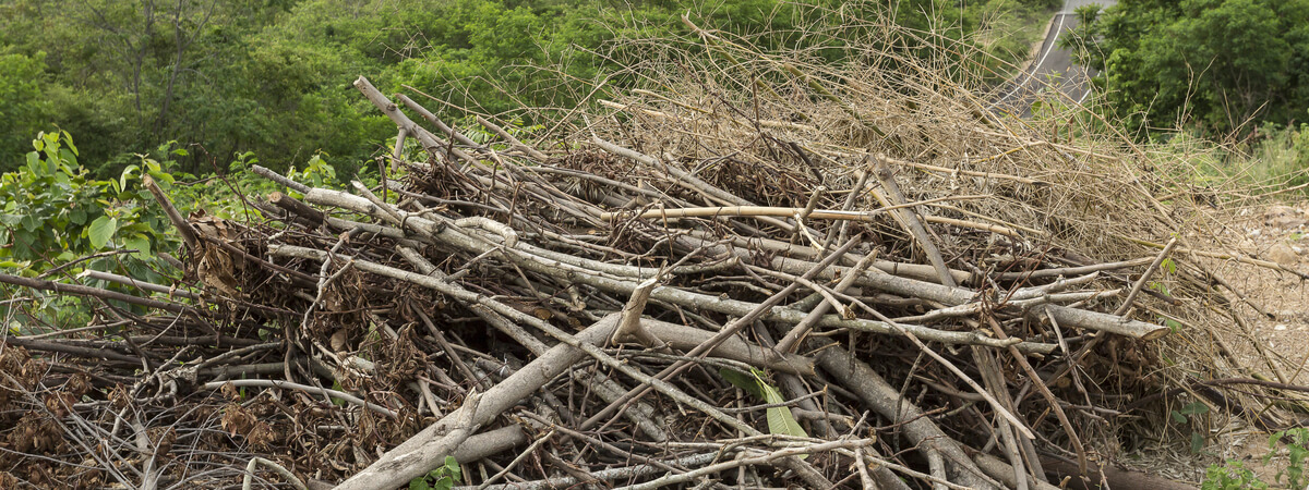pile of cleared brush